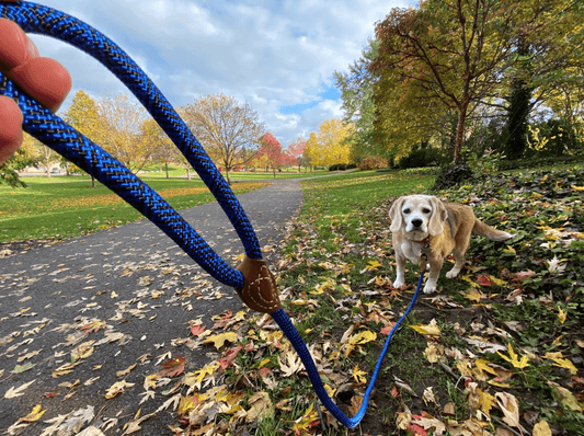 5 Tips Dogs That Pulls on the Leash