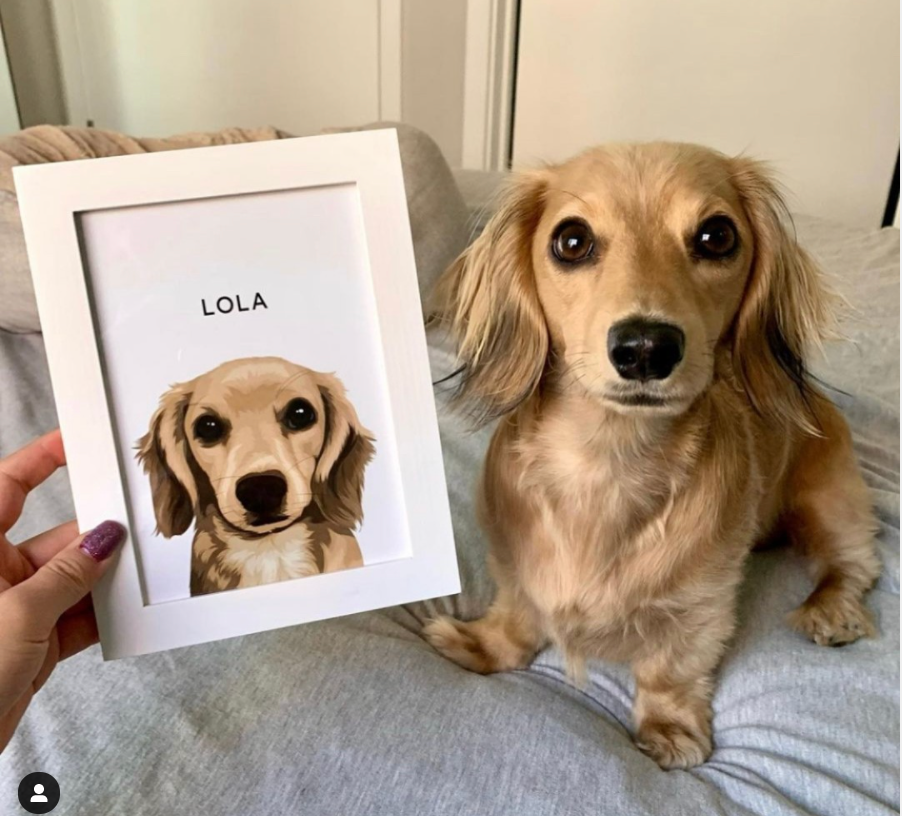 Adorable mini long haired blonde dachshund doxie pet portrait